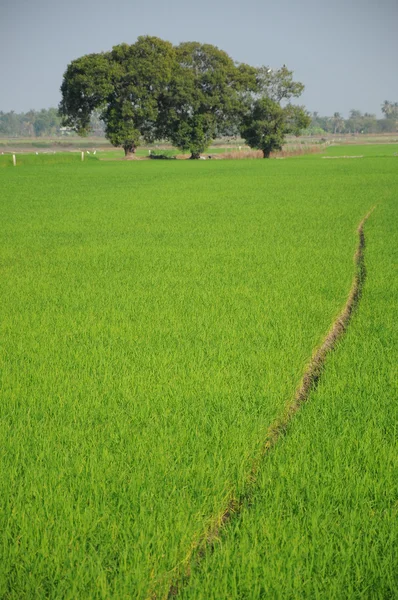 Рисовые поля с большим деревом — стоковое фото