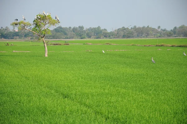 Рисовые поля с большим деревом — стоковое фото