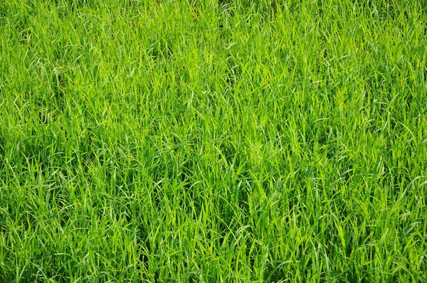Campos de arroz — Foto de Stock