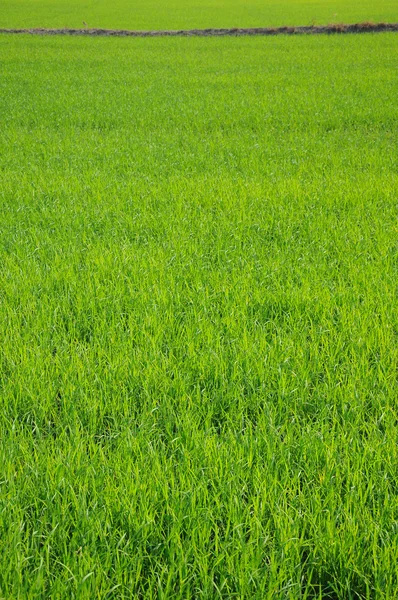 Rice fields — Stock Photo, Image