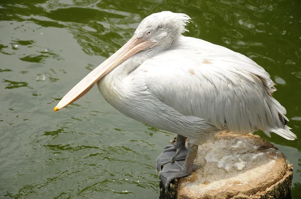 Pelikanvogel auf Holzstumpf — Stockfoto