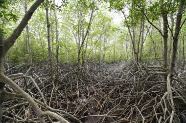 Mangrove Ormanı