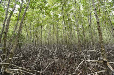 Mangrove Ormanı