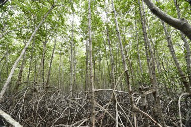 Mangrove Ormanı