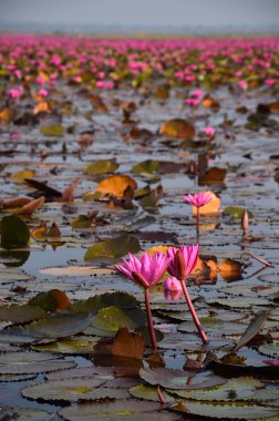 Gölette pembe nilüfer.