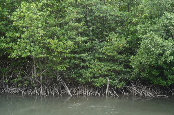 Mangrove Ormanı — Stok fotoğraf