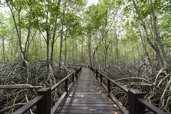 Floresta de mangue — Fotografia de Stock