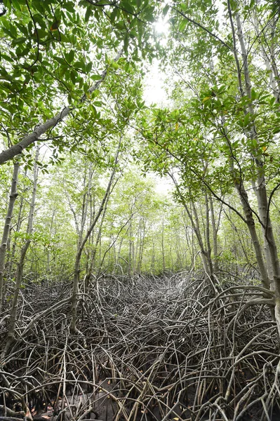 Mangrove forest — Stock Photo, Image