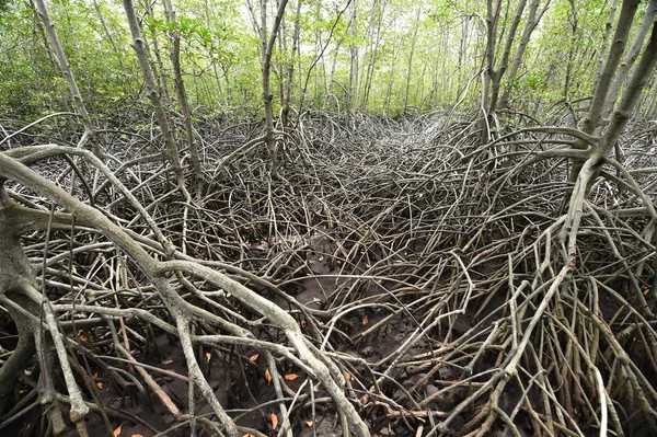 Floresta de mangue — Fotografia de Stock