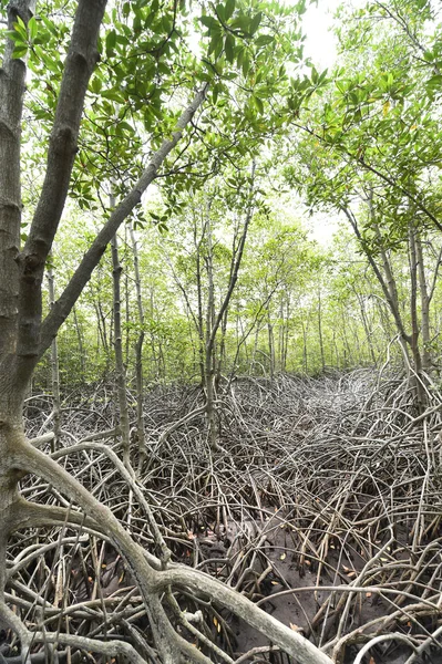 Mangrove-erdő — Stock Fotó