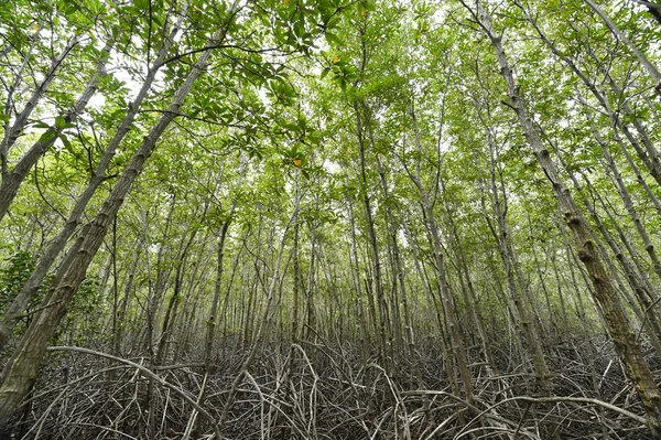 Floresta de mangue — Fotografia de Stock