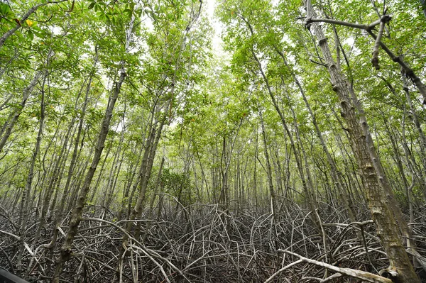 红树林森林 — 图库照片