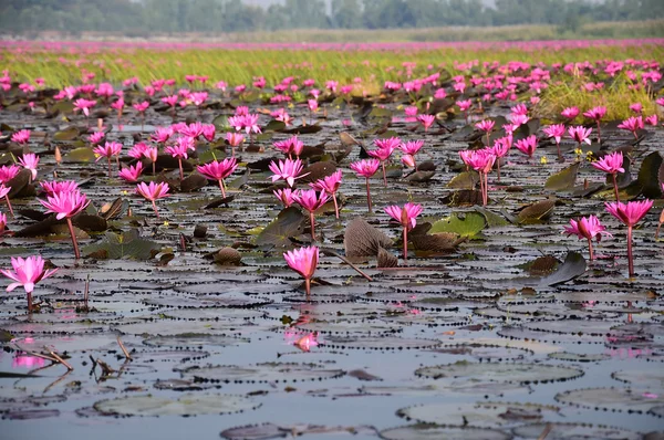 Lótus rosa na lagoa. — Fotografia de Stock