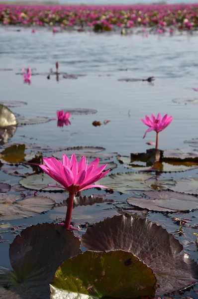 Rosafarbener Lotus im Teich. — Stockfoto