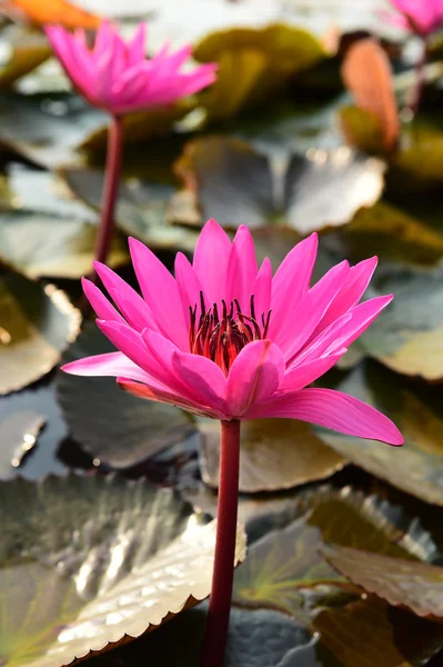 Růžový lotos v jezírku. — Stock fotografie