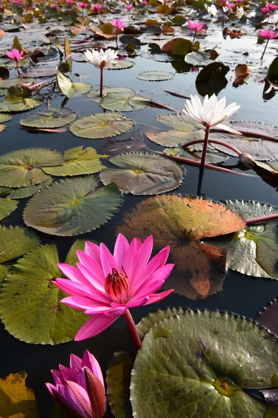 De zee van roze lotus, Thailand — Stockfoto