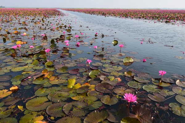 O mar de lótus rosa, Tailândia — Fotografia de Stock