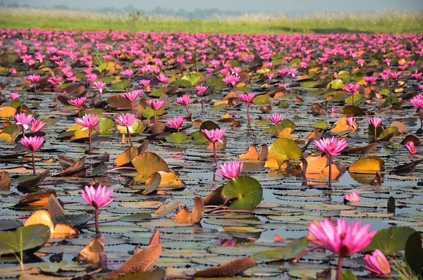 Das Meer aus rosa Lotus, Thailand — Stockfoto