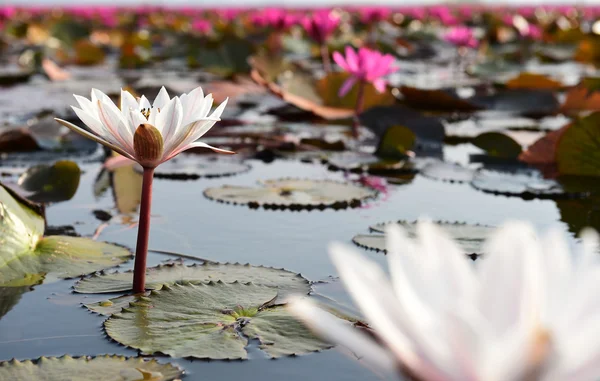 Weißer Lotus in rosa Lotus Meer, Thailand — Stockfoto