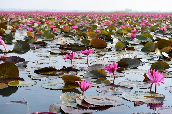 O mar de lótus rosa, Tailândia — Fotografia de Stock