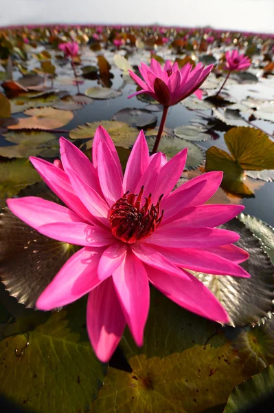 The sea of pink lotus, Thailand — Stock Photo, Image