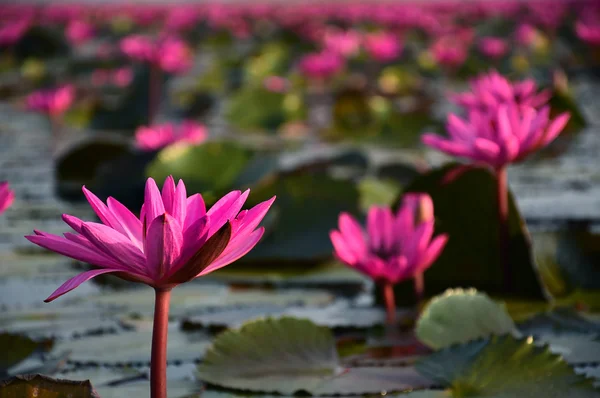 Das Meer aus rosa Lotus, Thailand — Stockfoto