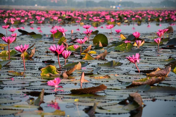 Море розового лотоса, Таиланд — стоковое фото