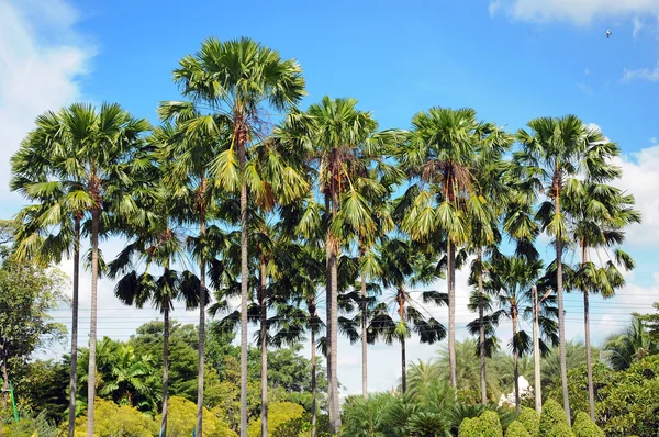 Palm tree — Stock Photo, Image