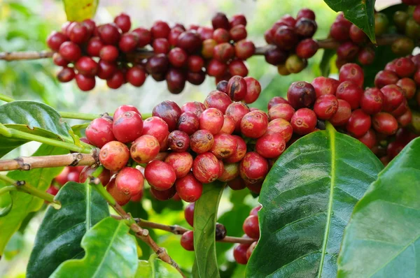 Granos de café maduración —  Fotos de Stock