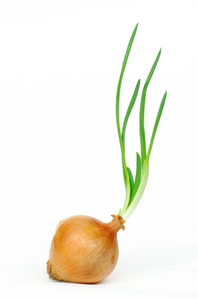 Onion with fresh green sprout. — Stock Photo, Image