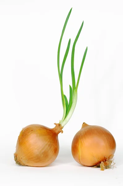 Zwiebeln mit frischen grünen Sprossen. — Stockfoto