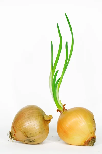 Onion with fresh green sprout. — Stock Photo, Image