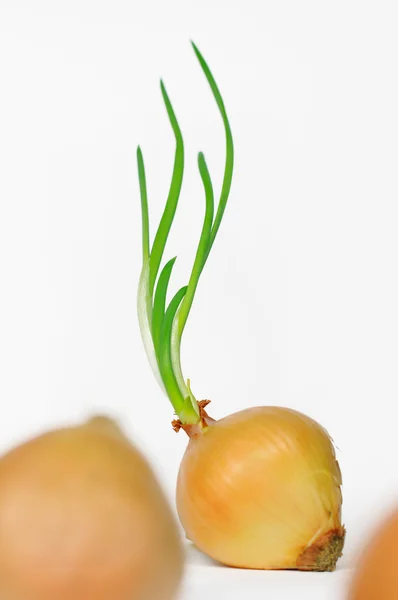 Zwiebeln mit frischen grünen Sprossen. — Stockfoto