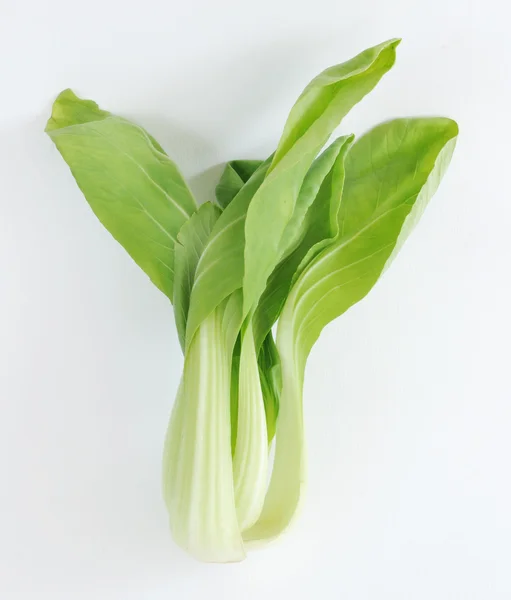 Zöld növényi — Stock Fotó