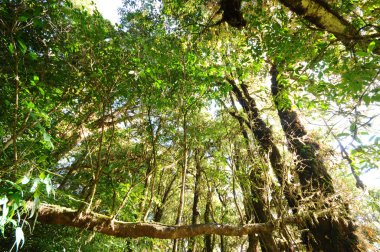 yeşil bir orman ağacı