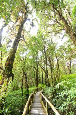 Derin ormanda yürüyüş yolu