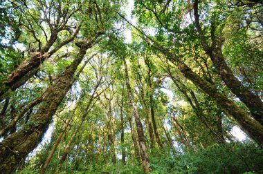 yeşil bir orman ağacı