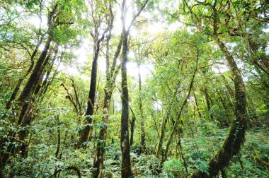 yeşil bir orman ağacı