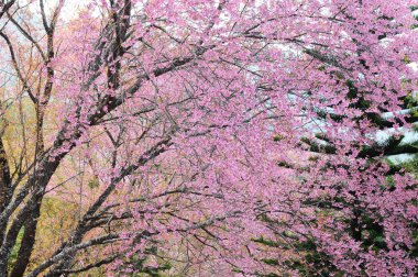 vahşi Himalaya kiraz