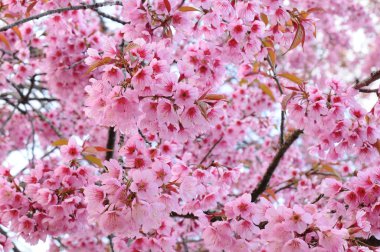 vahşi Himalaya kiraz