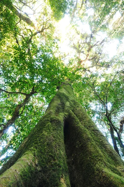 Foto vertical de un árbol viejo —  Fotos de Stock