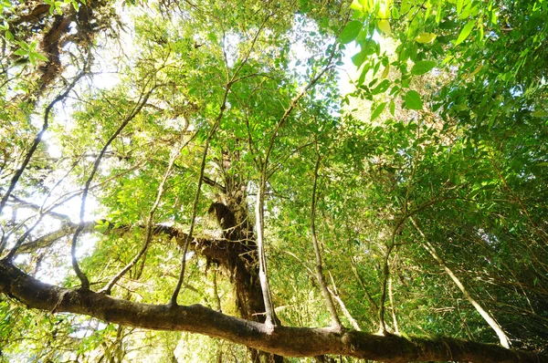 Árvore em uma floresta verde — Fotografia de Stock