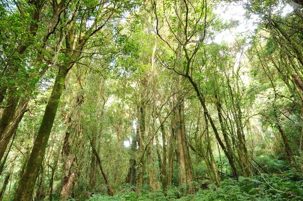 Yeşil bir orman ağacı — Stok fotoğraf