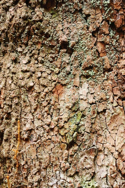 Detalles de la naturaleza —  Fotos de Stock