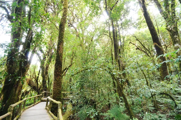 O caminho a pé na floresta profunda — Fotografia de Stock