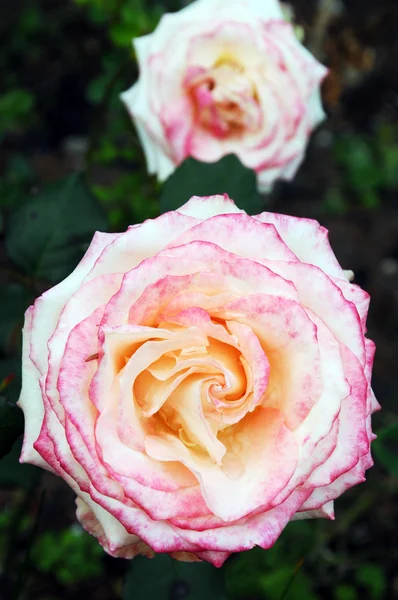 Hermosa rosa —  Fotos de Stock