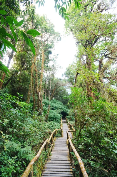 O caminho a pé na floresta profunda — Fotografia de Stock