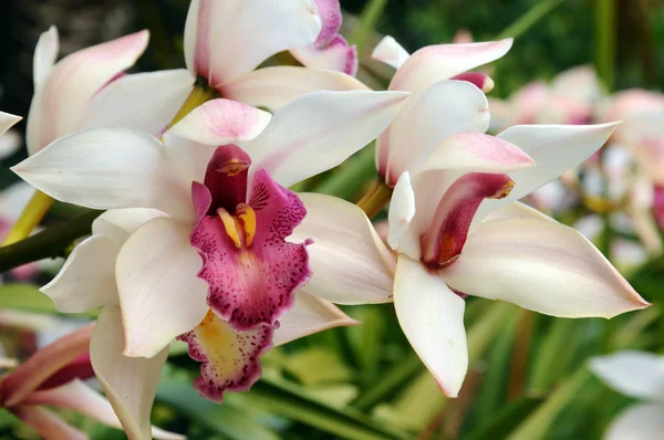 Orquídea tailandesa — Fotografia de Stock