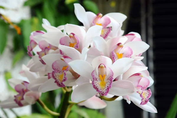 Thai orchidee — Stockfoto