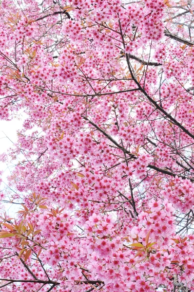 Wild Himalayan cherry — Stock Photo, Image